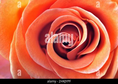 Rosa ornamentale (spec. Rosa), fiore di rosa color salmone, dettaglio Foto Stock