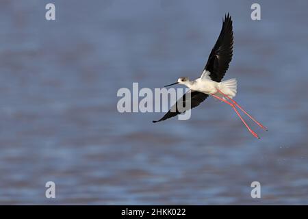 Palafitta con alare nera (Himantopus himantopus), decollera acque poco profonde, Spagna, Andalusia, Sanlucar de Barrameda Foto Stock