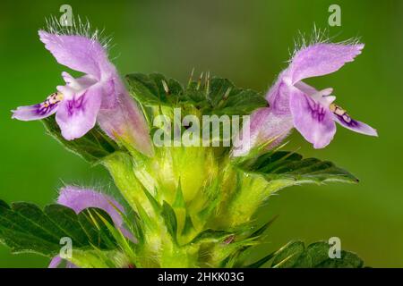 Ortica di canapa comune, hempnortle a gambo fragile (Galeopsis tetrahit), fioritura, Germania, Baviera, Murnauer Moos Foto Stock