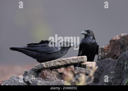 Corvo comune (Corvus corax), coppia arroccato su roccia lavica, preening, Isole Canarie, Lanzarote, Parco Nazionale di Timanfaya Foto Stock