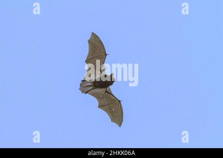 Pipistrelle comune (Pipistrellus pipistrellus), volando al crepuscolo, Germania, Baviera Foto Stock