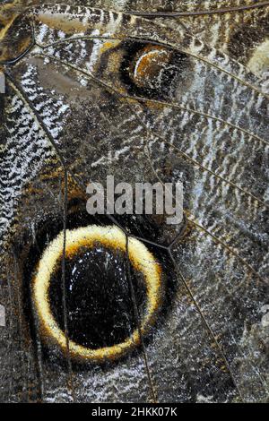 Gufo viola (Caligo beltrao), punto d'occhio su un'ala Foto Stock