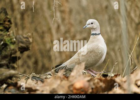 Colava (Streptopelia decaotto), a terra con foglie cadute, Germania, Baviera, Isental Foto Stock