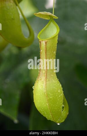 Impianto di caraffa (Nepenthes alata), trappola, Filippine Foto Stock