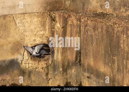 Piccione domestico, piccione ferale (Columba livia F. domestica), pidoghe si riproducono in un tubo di acque reflue disutilizzate, Germania, Baviera, Mangfallkanal, Bad Aibling Foto Stock