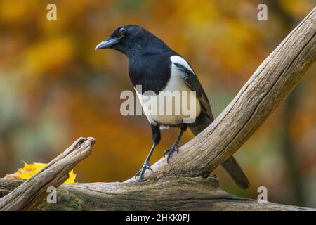 Magpie con fatturazione nera (Pica pica), arroccato su un ramo foraging, Svizzera, Sankt Gallen Foto Stock