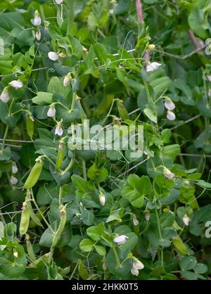 Piselli da zucchero (Pisum sativum var. Macrocarpon), piselli da zucchero in fiore, sezione, Norby Foto Stock