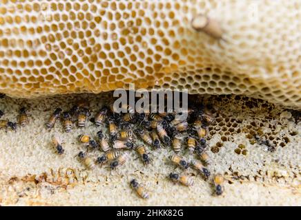 Nido d'ape naturale nel mercato fresco Foto Stock