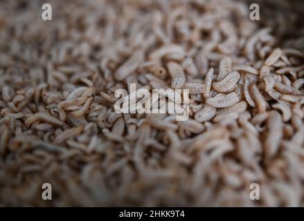 Pfungstadt, Germania. 18th Jan 2022. Le larve giovani del soldato nero volano (lat. Hermetia illucens) strisciano in una scatola presso la sede della società Probenda GmbH. La società sta trasformando la larva del soldato nero volare in proteine di alta qualità pasto e grasso dalla primavera del 2021. Credit: Arne Dedert/dpa/Alamy Live News Foto Stock