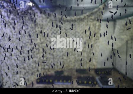Pfungstadt, Germania. 18th Jan 2022. Numerosi esemplari del soldato nero volare (lat. Hermetia illusens) si sono sistemati sulla rete metallica nella gabbia di volo di Probenda GmbH. La società sta trasformando la larva del soldato nero volare in proteine di alta qualità pasto e grasso dalla primavera del 2021. Credit: Arne Dedert/dpa/Alamy Live News Foto Stock
