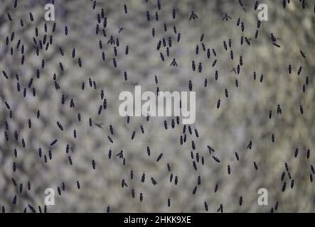 Pfungstadt, Germania. 18th Jan 2022. Numerosi esemplari del soldato nero volare (lat. Hermetia illusens) si sono sistemati sulla rete metallica nella gabbia di volo di Probenda GmbH. La società sta trasformando la larva del soldato nero volare in proteine di alta qualità pasto e grasso dalla primavera del 2021. Credit: Arne Dedert/dpa/Alamy Live News Foto Stock