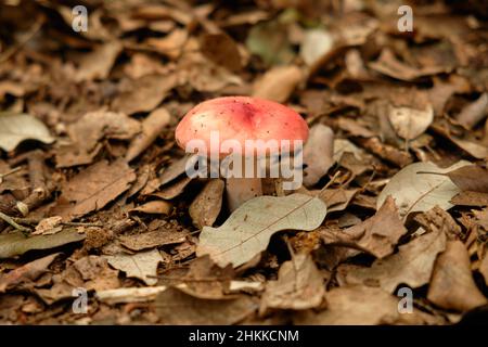 Il funghi Sickener (Russula emetica) è un fungo basidiomiceto della famiglia Russulaceae. Foto Stock