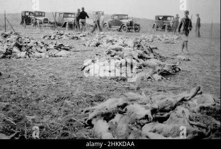 Scena di un azionamento del coniglio del jack in Kansas occidentale, ca. 1933. I conigli proliferanti stavano distruggendo raccolti durante la ciotola di polvere così coltivatori organizzati guidano per mandarli in penne di filo da piede ed automobile ed allora randello loro alla morte. Foto Stock