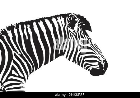 Immagine vettoriale della testa zebra su sfondo bianco. Illustrazione vettoriale a livelli facilmente modificabile. Illustrazione Vettoriale