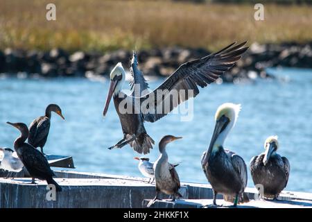 Atterraggio Pelican sul molo Foto Stock
