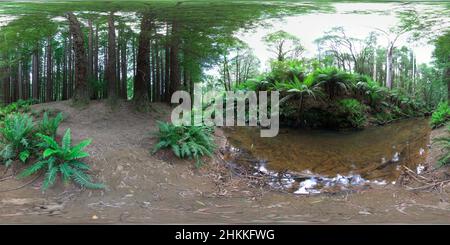 Visualizzazione panoramica a 360 gradi di 360 vista panoramica degli alberi di sequoia californiani piantati nel 1936 vicino Beech Forest Otway Ranges Victoria Australia