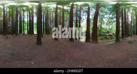 Visualizzazione panoramica a 360 gradi di 360 vista panoramica degli alberi di sequoia californiani piantati nel 1936 vicino Beech Forest Otway Ranges Victoria Australia