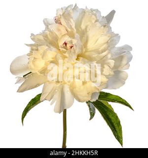 fiore bianco di peonia umido isolato su sfondo bianco Foto Stock