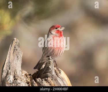 Un Finch della Camera si appoggi su un moncone intemperiato. Foto Stock