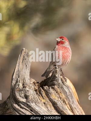 Un Finch della Camera si appoggi su un moncone intemperiato. Foto Stock