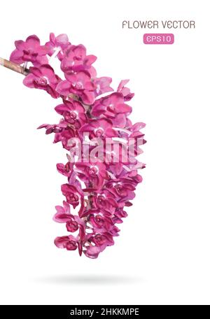 Immagine vettoriale del fiore dell'orchidea su sfondo bianco. Illustrazione vettoriale a livelli facilmente modificabile. Illustrazione Vettoriale