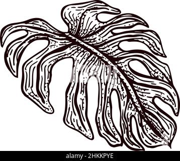Inciso Monster foglia isolato. Elementi retrò piante tropicali in stile disegnato a mano. Disegno di incisione per poster, stampa, illustrazione di libri, logo, icona, t Illustrazione Vettoriale