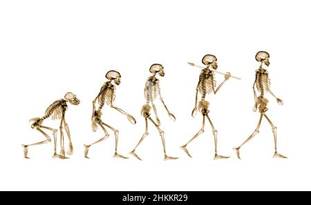 Evoluzione umana, raggi X concettuali Foto Stock