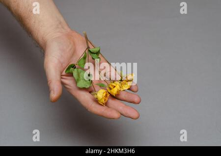 Tre piccole rose gialle in mano di un uomo. Un uomo maturo che tiene i fiori appassiti. Sfondo grigio. Messa a fuoco selettiva. Foto Stock