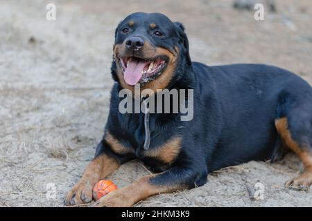 Un grande cane nero giace sulla sabbia con un giocattolo. Una femmina adulta Rottweiler sta tenendo una palla di gomma rossa con le zampe anteriori. Animali domestici. Messa a fuoco selettiva. Foto Stock