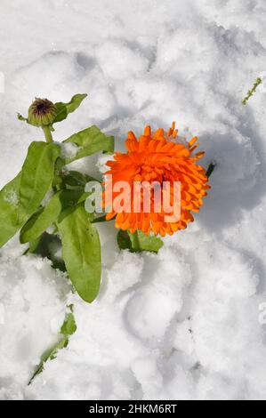 Marigold sotto la neve in Bretagna Foto Stock