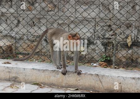 macaco indiano scimmia cofano roaming nel parco zoo Foto Stock