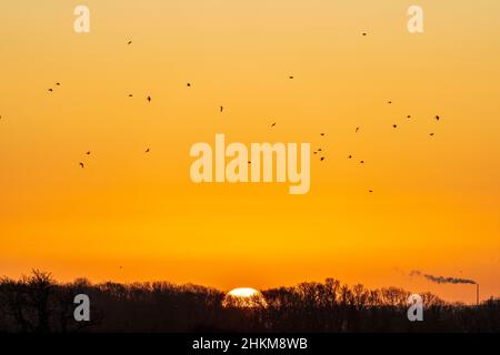 Il teleobiettivo ha girato un gregge di uccelli nel cielo con l'alba dietro di loro stessi dietro alcuni alberi distanti sull'orizzonte del Kent. Un alto camino a sagome riversa un flusso di fumo. Cielo giallo con alcune fasce di nuvola di cirrostratus sopra. Foto Stock