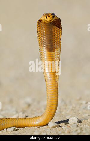 Un capo cobra difensivo (Naja nivea) con cappa appiattita, deserto di Kalahari, Sudafrica Foto Stock