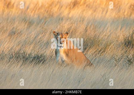 Una leonessa allerta (Panthera leo) in prateria asciutta al tramonto, deserto di Kalahari, Sudafrica Foto Stock