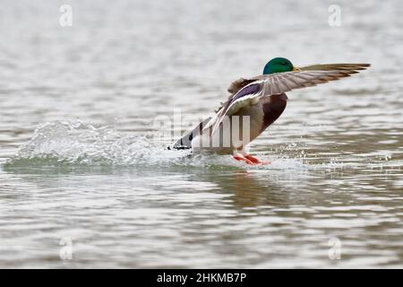 Mallard anatra drake, maschio in volo veloce, closeup. Atterraggio sulla superficie dell'acqua. Con ali sparse. Volare sul lago. Spazio di copia. Genere Anas platyrhynchos. Foto Stock