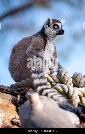 I lemuri di cattività sono un primato di strepsirrina endemico dell'isola del Madagascar Foto Stock