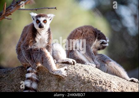 I lemuri di cattività sono un primato di strepsirrina endemico dell'isola del Madagascar Foto Stock