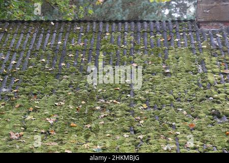 Il muschio verde sul tetto in ardesia piastrelle Foto Stock