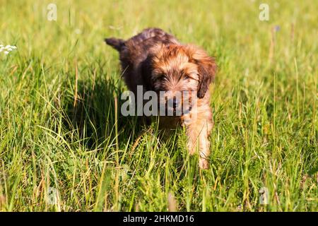 Soffice e divertente cucciolo di briard che cammina sull'erba del prato. Foto Stock