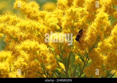 ape su giallo brillante fiori di goldenrod canadese in giardino estivo Foto Stock