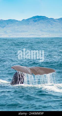 Immersioni spermi balena, Kaikoura Foto Stock