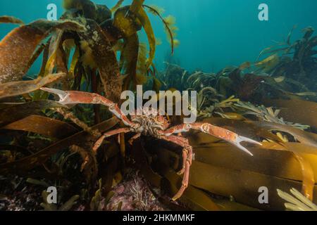 Un granchio di Spider protegge la sua area da un subacqueo che si avvicina Foto Stock