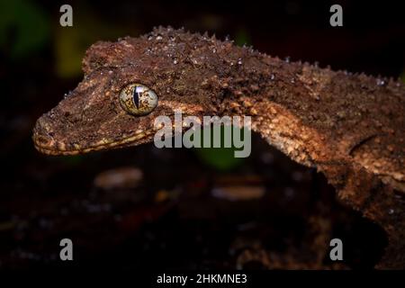 Perdere un gecko a coda di foglia meridionale (Saltuarius swaini) testa nella foresta pluviale di notte con gocce d'acqua sulla sua testa. Gold Coast, Queensland, Aust Foto Stock