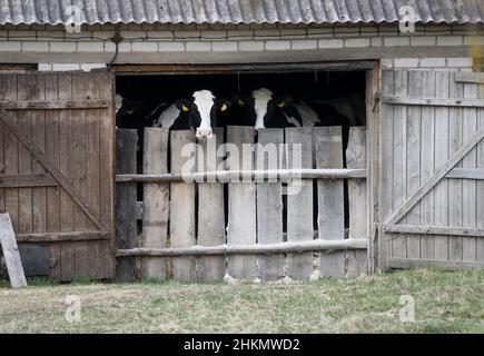 Vitelli in bianco e nero dietro la porta del fienile in una vecchia fattoria in Lituania Foto Stock