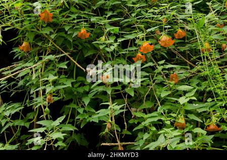 Canarina canariensis in fiore. Valleseco. Gran Canaria. Isole Canarie. Spagna. Foto Stock