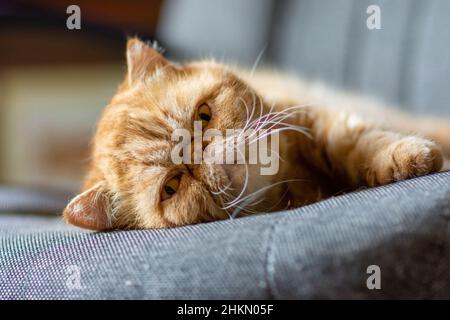 Un gatto di shortair esotico bello di colore rosso si trova su una sedia di casa. Ritratto di un gatto persiano in un ambiente domestico Foto Stock