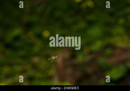 Hoverfly Meliscaeva auricollis hovering in aria. Femmina. Valleseco. Gran Canaria. Isole Canarie. Spagna. Foto Stock