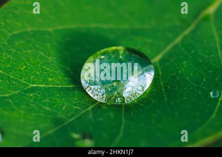 Singola goccia lucida su un'immagine di sfondo a foglia verde, primo piano. Foto Stock