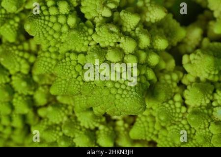 Romanesco conosciuto anche come cavolfiore romano, Broccolo Romanesco, cavolfiore romanico, specie Brassica oleracea Foto Stock