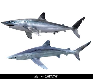 Shortfin Mako squalo e squalo blu su sfondo bianco Foto Stock